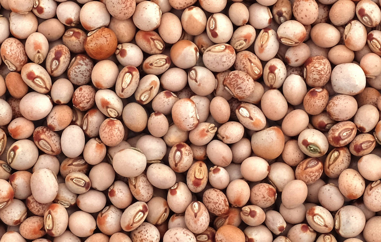 Pigeon Peas